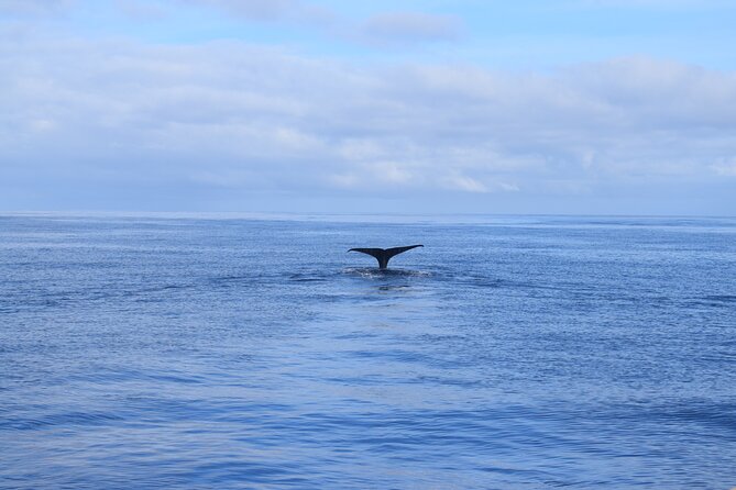Whale and Dolphin Watching Tour in Madeira - Practical Tips for a Smooth Trip